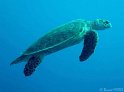 DSC09147 - 050329 - Gota Kebir (SO) - Tortue